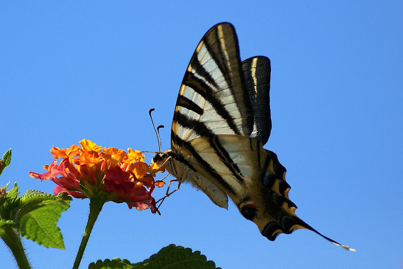 Borboleta Zebra
