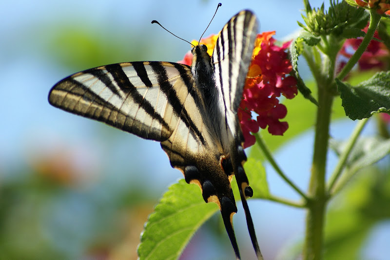 Borboleta Zebra