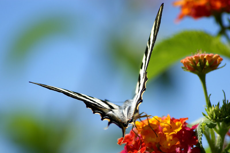 Borboleta Zebra