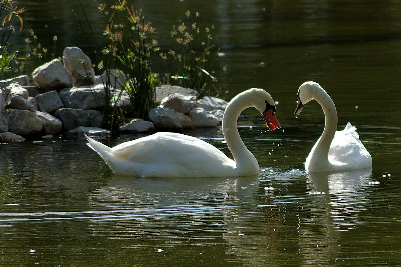 Os cisnes do Bonfim
