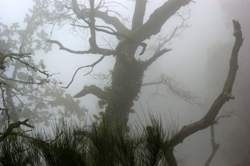 Leonte, Gerês