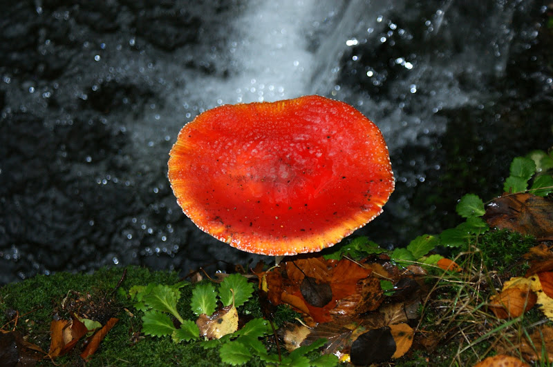 O Cogumelo no Gerês