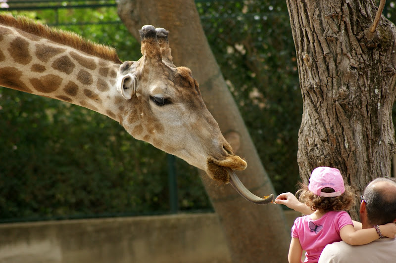 A linguaruda do Zoo de Lisboa