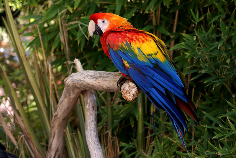 Aves do Zoológico de Lisboa