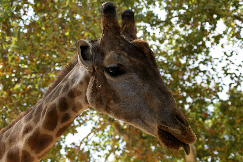 Girafa, Jardim Zoológico de LIsboa