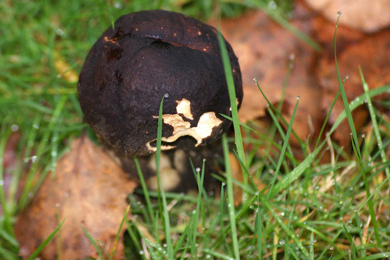 Cogumelo preto, Gerês