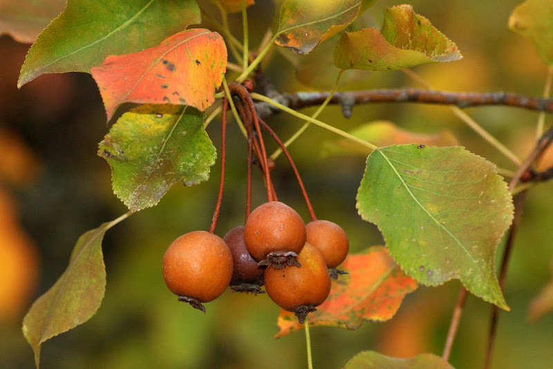 as cores do Outono no Gerês