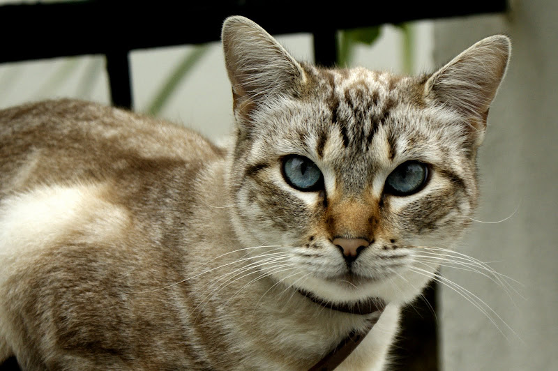 O gato
