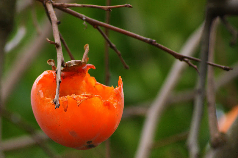 dióspiro comido pelos pássaros