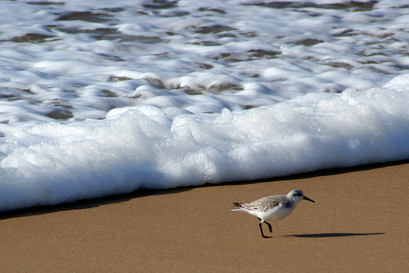 Ave na areia da praia