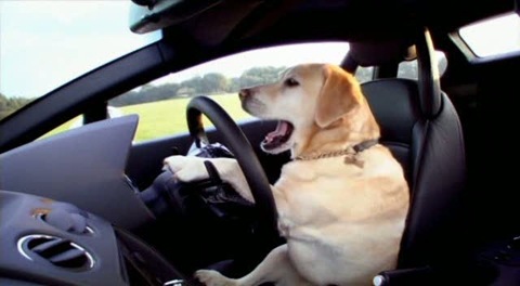 Lamborghini LP560-4 Dog Lamborghini LP560-4 Dog