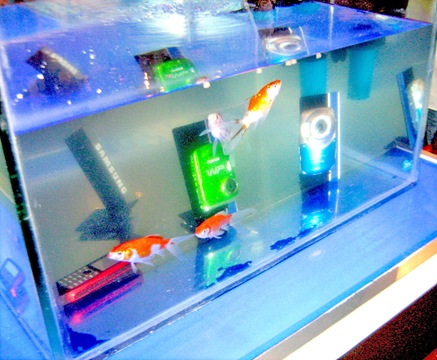 Underwater fishes Underwater fishes