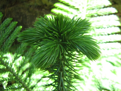 IMG_2125 IMG_2125