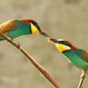 Bee-eater