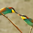 Bee-eater