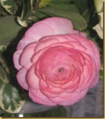 TrudiPink