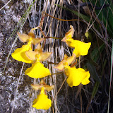 Peru - Inca Trail Flowers