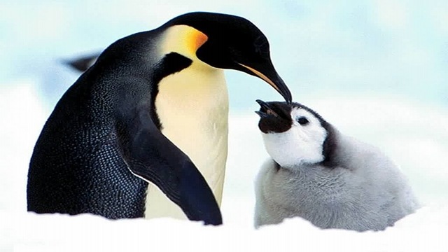 [Penguin mother and baby[3].jpg]