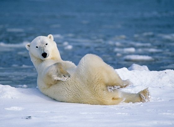 [Polar Bear by Hall Brindley wildlife photographer[4].jpg]