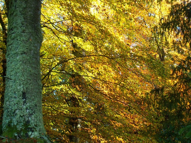 [Sun on leaves[4].jpg]