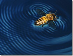 This bee was unfortunate enough to land in my pool, but he made some amazing patterns buzzing around in the water. He later escaped. (Photo and caption by Michael Johnson) This bee was unfortunate enough to land in my pool, but he made some amazing patterns buzzing around in the water. He later escaped. (Photo and caption by Michael Johnson)