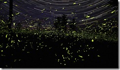 This is about one hour of firefly activity near my home in rural Ontario. The precision of the background star trails is an interesting contrast to the chaotic pattern of the firefly flashes. (Photo and caption by Steve Irvine) This is about one hour of firefly activity near my home in rural Ontario. The precision of the background star trails is an interesting contrast to the chaotic pattern of the firefly flashes. (Photo and caption by Steve Irvine)
