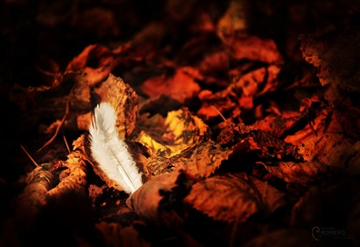 DSC_3298 DSC_3298
