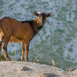 Colecci&oacute;n Suso Mara&ntilde;as - FAUNA