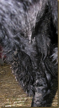 bakbein2