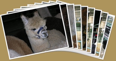 View The British Alpaca Futurity 2010 alpacas