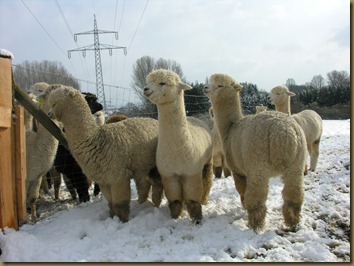 Ambersun Alpaca males in Germany Ambersun Alpaca males in Germany