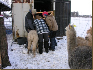 Alex, Nina and Sven-Erik checks one of the girls. The fleece is amazing! Alex, Nina and Sven-Erik checks one of the girls. The fleece is amazing!