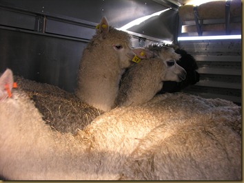 Beautiful alpacas! Beautiful alpacas!