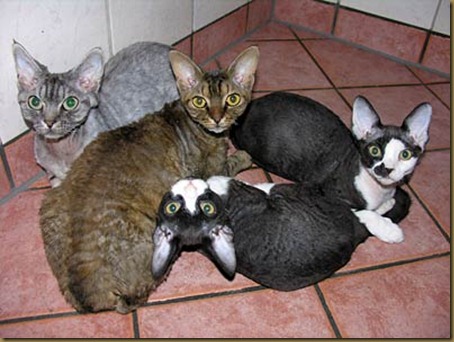 devonrex-002