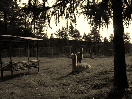 [alpacas day one 051[3].jpg]