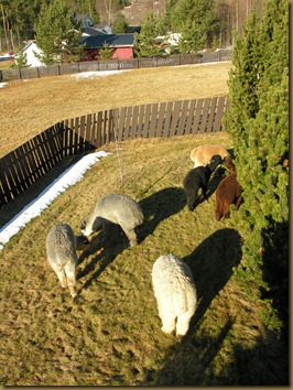 Dagen etter utstillingshelgen 008
