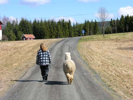 [Tusletur i nord med Corazon og Viella 006[2].jpg]
