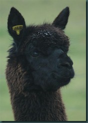 Cortez Head