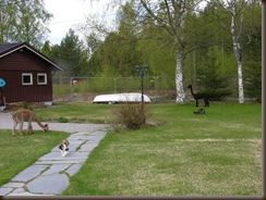 Alpakkaene inn i hagen 003 Alpakkaene inn i hagen 003