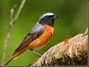 redstart_400x300