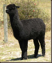 Kearna