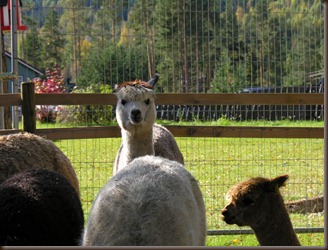 alpacas day one 063 alpacas day one 063