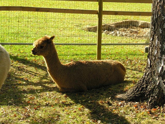 [alpacas day one 072[3].jpg]