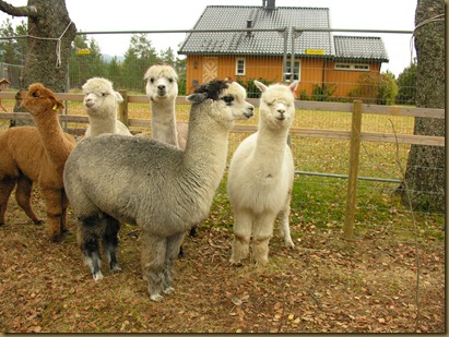 Alpakkahoppene Riga, Rose, Sugar Plum, Misty and Juanita