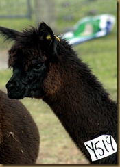 Den intelligente alpakkaen Oprah/Oprah the intelligent alpaca