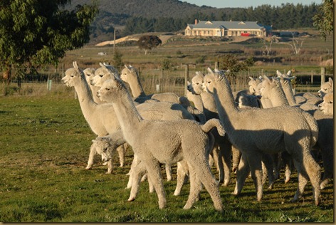 Males from Ambersun Alpacas including Corazon