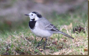 linerle/wagtail linerle/wagtail