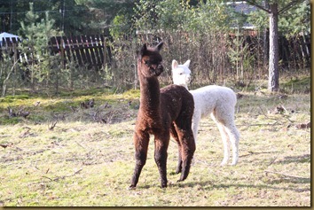 Paris and Prince have just noticed Varg and plans an attack Paris and Prince have just noticed Varg and plans an attack
