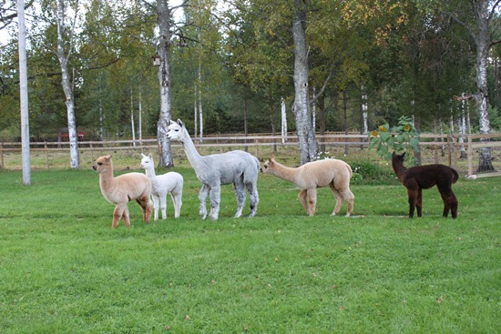 [Jentene i hagen, fugl ved materen 003[4].jpg]