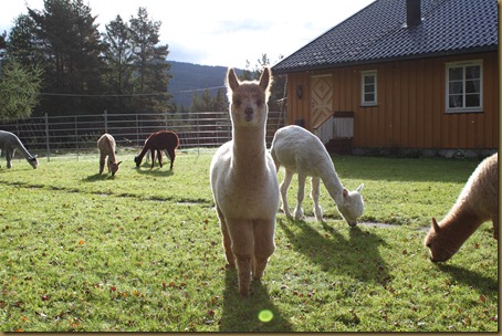 Jentene i hagen, fugl ved materen 015